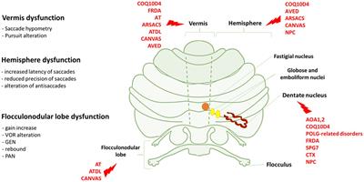 Autosomal recessive cerebellar ataxias: a diagnostic classification approach according to ocular features